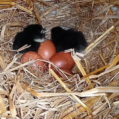 Gasthof Entre Adour Et Montagne Pouillon